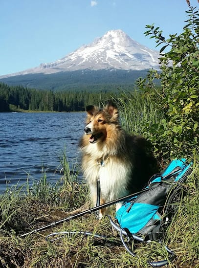 Dog Lady of Forest Grove, Hillsboro & Portland Oregon. LLC featured image for this Dog Trainer